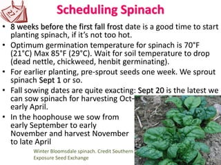 Scheduling Spinach
• 8 weeks before the first fall frost date is a good time to start
planting spinach, if it’s not too hot.
• Optimum germination temperature for spinach is 70°F
(21°C) Max 85°F (29°C). Wait for soil temperature to drop
(dead nettle, chickweed, henbit germinating).
• For earlier planting, pre-sprout seeds one week. We sprout
spinach Sept 1 or so.
• Fall sowing dates are quite exacting: Sept 20 is the latest we
can sow spinach for harvesting Oct–
early April.
• In the hoophouse we sow from
early September to early
November and harvest November
to late April
Winter Bloomsdale spinach. Credit Southern
Exposure Seed Exchange
 