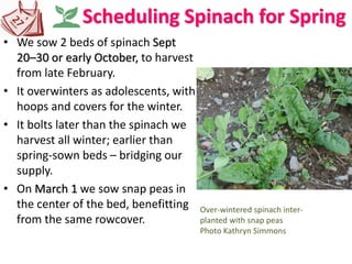 Scheduling Spinach for Spring
• We sow 2 beds of spinach Sept
20–30 or early October, to harvest
from late February.
• It overwinters as adolescents, with
hoops and covers for the winter.
• It bolts later than the spinach we
harvest all winter; earlier than
spring-sown beds – bridging our
supply.
• On March 1 we sow snap peas in
the center of the bed, benefitting
from the same rowcover.
Over-wintered spinach inter-
planted with snap peas
Photo Kathryn Simmons
 