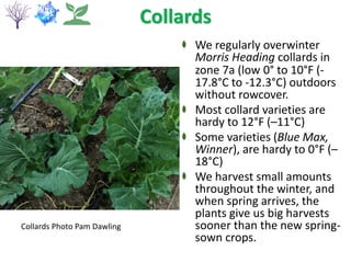 Collards
We regularly overwinter
Morris Heading collards in
zone 7a (low 0° to 10°F (-
17.8°C to -12.3°C) outdoors
without rowcover.
Most collard varieties are
hardy to 12°F (–11°C)
Some varieties (Blue Max,
Winner), are hardy to 0°F (–
18°C)
We harvest small amounts
throughout the winter, and
when spring arrives, the
plants give us big harvests
sooner than the new spring-
sown crops.
Collards Photo Pam Dawling
 