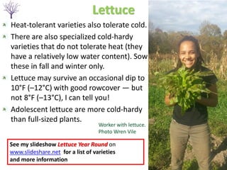 Lettuce
Heat-tolerant varieties also tolerate cold.
There are also specialized cold-hardy
varieties that do not tolerate heat (they
have a relatively low water content). Sow
these in fall and winter only.
Lettuce may survive an occasional dip to
10°F (–12°C) with good rowcover — but
not 8°F (–13°C), I can tell you!
Adolescent lettuce are more cold-hardy
than full-sized plants.
See my slideshow Lettuce Year Round on
www.slideshare.net for a list of varieties
and more information
Worker with lettuce.
Photo Wren Vile
 