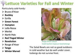 Particularly cold-hardy:
➢ Brune d’Hiver
➢ Buckley
➢ Ezrilla
➢ Green Forest
➢ Hampton
➢ Lollo Rossa
➢ Merlot
➢ North Pole
➢ Red Tinged Winter
➢ Revolution
➢ Rouge d’Hiver
➢ Tango
➢ Winter Marvel
Rouge d’Hiver Lettuce
Credit Southern Exposure Seed Exchange
The Salad Bowls are not so good outdoors
in cold weather but do well under cover.
Icebergs do not survive frost.
Lettuce Varieties for Fall and Winter
 