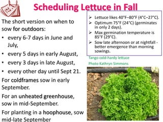Scheduling Lettuce in Fall
The short version on when to
sow for outdoors:
• every 6-7 days in June and
July,
• every 5 days in early August,
• every 3 days in late August,
• every other day until Sept 21.
For coldframes sow in early
September.
For an unheated greenhouse,
sow in mid-September.
For planting in a hoophouse, sow
mid-late September
➢ Lettuce likes 40°F–80°F (4°C–27°C).
➢ Optimum 75°F (24°C) (germinates
in only 2 days).
➢ Max germination temperature is
85°F (29°C).
➢ Sow late afternoon or at nightfall -
better emergence than morning
sowings.
Tango cold-hardy lettuce
Photo Kathryn Simmons
 