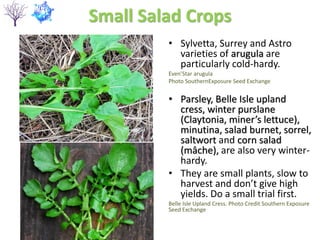 Small Salad Crops
• Sylvetta, Surrey and Astro
varieties of arugula are
particularly cold-hardy.
Even’Star arugula
Photo SouthernExposure Seed Exchange
• Parsley, Belle Isle upland
cress, winter purslane
(Claytonia, miner’s lettuce),
minutina, salad burnet, sorrel,
saltwort and corn salad
(mâche), are also very winter-
hardy.
• They are small plants, slow to
harvest and don’t give high
yields. Do a small trial first.
Belle Isle Upland Cress. Photo Credit Southern Exposure
Seed Exchange
 