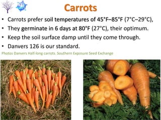 Carrots
• Carrots prefer soil temperatures of 45°F–85°F (7°C–29°C),
• They germinate in 6 days at 80°F (27°C), their optimum.
• Keep the soil surface damp until they come through.
• Danvers 126 is our standard.
Photos Danvers Half-long carrots. Southern Exposure Seed Exchange
 