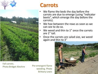 Carrots
• We flame the beds the day before the
carrots are due to emerge (using “indicator
beets”, which emerge the day before the
carrots).
• We hoe between the rows as soon as we
can see to do so.
• We weed and thin to 1” once the carrots
are 1” tall.
• Once the carrots are salad size, we weed
again and thin to 3”
Pre-emergent flame
weeding. Photo
Brittany Lewis
Fall carrots.
Photo Bridget Aleshire
 