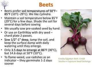 Beets
• Beets prefer soil temperatures of 50°F–
85°F (10°C–29°C). We like Cylindra.
• Maintain a soil temperature below 85°F
(29°C) for a few days. Shade the soil for
several days before sowing
• We usually sow pre-soaked seed by hand.
• Or use an EarthWay with dry seed –
chard plate 2 passes.
• Sow 1/2″-1″ deep, tamp the soil, and
keep the surface damp with daily
watering until they emerge.
• Only 3.5 days to emerge at 86°F (30°C),
but 14.6 days at 50°F (10°C).
• To flame-weed, use radishes as an
indicator – they germinate 1-2 days
sooner
Crosby Egyptian Beet. Credit
Southern Exposure Seed Exchange
 