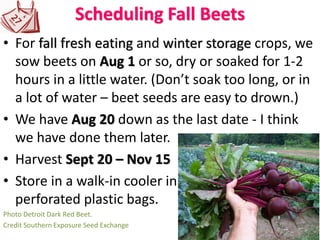 Scheduling Fall Beets
• For fall fresh eating and winter storage crops, we
sow beets on Aug 1 or so, dry or soaked for 1-2
hours in a little water. (Don’t soak too long, or in
a lot of water – beet seeds are easy to drown.)
• We have Aug 20 down as the last date - I think
we have done them later.
• Harvest Sept 20 – Nov 15
• Store in a walk-in cooler in
perforated plastic bags.
Photo Detroit Dark Red Beet.
Credit Southern Exposure Seed Exchange
 