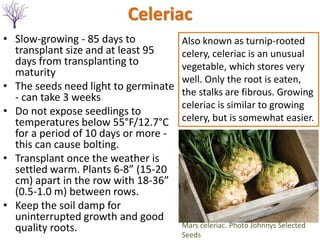 Celeriac
Mars celeriac. Photo Johnnys Selected
Seeds
Also known as turnip-rooted
celery, celeriac is an unusual
vegetable, which stores very
well. Only the root is eaten,
the stalks are fibrous. Growing
celeriac is similar to growing
celery, but is somewhat easier.
• Slow-growing - 85 days to
transplant size and at least 95
days from transplanting to
maturity
• The seeds need light to germinate
- can take 3 weeks
• Do not expose seedlings to
temperatures below 55°F/12.7°C
for a period of 10 days or more -
this can cause bolting.
• Transplant once the weather is
settled warm. Plants 6-8” (15-20
cm) apart in the row with 18-36”
(0.5-1.0 m) between rows.
• Keep the soil damp for
uninterrupted growth and good
quality roots.
 