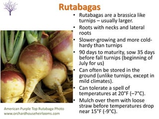 Rutabagas
• Rutabagas are a brassica like
turnips – usually larger.
• Roots with necks and lateral
roots
• Slower-growing and more cold-
hardy than turnips
• 90 days to maturity, sow 35 days
before fall turnips (beginning of
July for us)
• Can often be stored in the
ground (unlike turnips, except in
mild climates).
• Can tolerate a spell of
temperatures at 20°F (–7°C).
• Mulch over them with loose
straw before temperatures drop
near 15°F (-9°C).
American Purple Top Rutabaga Photo
www.orchardhouseheirlooms.com
 