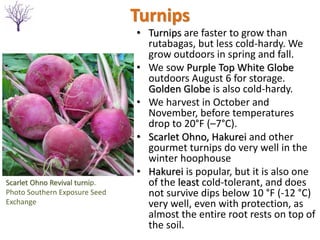 Turnips
• Turnips are faster to grow than
rutabagas, but less cold-hardy. We
grow outdoors in spring and fall.
• We sow Purple Top White Globe
outdoors August 6 for storage.
Golden Globe is also cold-hardy.
• We harvest in October and
November, before temperatures
drop to 20°F (–7°C).
• Scarlet Ohno, Hakurei and other
gourmet turnips do very well in the
winter hoophouse
• Hakurei is popular, but it is also one
of the least cold-tolerant, and does
not survive dips below 10 °F (-12 °C)
very well, even with protection, as
almost the entire root rests on top of
the soil.
Scarlet Ohno Revival turnip.
Photo Southern Exposure Seed
Exchange
 