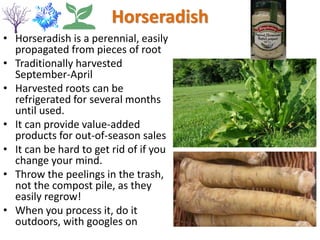 Horseradish
• Horseradish is a perennial, easily
propagated from pieces of root
• Traditionally harvested
September-April
• Harvested roots can be
refrigerated for several months
until used.
• It can provide value-added
products for out-of-season sales
• It can be hard to get rid of if you
change your mind.
• Throw the peelings in the trash,
not the compost pile, as they
easily regrow!
• When you process it, do it
outdoors, with googles on
 