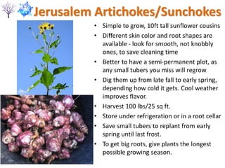 Jerusalem Artichokes/Sunchokes
• Simple to grow, 10ft tall sunflower cousins
• Different skin color and root shapes are
available - look for smooth, not knobbly
ones, to save cleaning time
• Better to have a semi-permanent plot, as
any small tubers you miss will regrow
• Dig them up from late fall to early spring,
depending how cold it gets. Cool weather
improves flavor.
• Harvest 100 lbs/25 sq ft.
• Store under refrigeration or in a root cellar
• Save small tubers to replant from early
spring until last frost.
• To get big roots, give plants the longest
possible growing season.
 