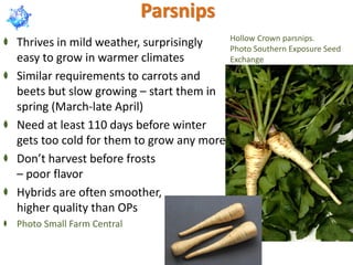 Parsnips
Thrives in mild weather, surprisingly
easy to grow in warmer climates
Similar requirements to carrots and
beets but slow growing – start them in
spring (March-late April)
Need at least 110 days before winter
gets too cold for them to grow any more
Don’t harvest before frosts
– poor flavor
Hybrids are often smoother,
higher quality than OPs
Photo Small Farm Central
Hollow Crown parsnips.
Photo Southern Exposure Seed
Exchange
 