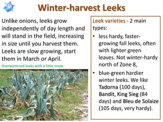 Winter-harvest Leeks
Unlike onions, leeks grow
independently of day length and
will stand in the field, increasing
in size until you harvest them.
Leeks are slow growing, start
them in March or April.
Overwintered leeks with a little snow.
Leek varieties - 2 main
types:
• less hardy, faster-
growing fall leeks, often
with lighter green
leaves. Not winter-hardy
north of Zone 8,
• blue-green hardier
winter leeks. We like
Tadorna (100 days),
Bandit, King Sieg (84
days) and Bleu de Solaize
(105 days, very hardy).
 
