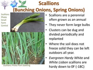 Scallions
(Bunching Onions, Spring Onions)
• Scallions are a perennial
often grown as an annual
• They never form large bulbs
• Clusters can be dug and
divided periodically and
replanted
• Where the soil does not
freeze solid they can be left
outdoors all year.
• Evergreen Hardy White and
White Lisbon scallions are
hardy down to 0F (-18C)
Scallions Photo Pam Dawling
Scallions
Photo
Small
Farm
Central
 