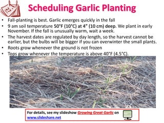 Scheduling Garlic Planting
• Fall-planting is best. Garlic emerges quickly in the fall
• 9 am soil temperature 50°F (10°C) at 4” (10 cm) deep. We plant in early
November. If the fall is unusually warm, wait a week.
• The harvest dates are regulated by day length, so the harvest cannot be
earlier, but the bulbs will be bigger if you can overwinter the small plants.
• Roots grow whenever the ground is not frozen
• Tops grow whenever the temperature is above 40°F (4.5°C).
For details, see my slideshow Growing Great Garlic on
www.slideshare.net
 