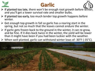 Garlic
➢ If planted too late, there won’t be enough root growth before winter,
and you’ll get a lower survival rate and smaller bulbs.
➢ If planted too early, too much tender top growth happens before
winter.
➢ Get enough top growth in fall so garlic has a roaring start in the
spring, but not so much that the leaves cannot endure the winter.
➢ If garlic gets frozen back to the ground in the winter, it can re-grow,
and be fine. If it dies back twice in the winter, the yield will be lower
than it might have been if you had been luckier with the weather.
➢ When well planted, garlic can withstand winter lows of -30°F (-35°C).
 