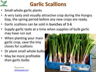 Garlic Scallions
• Small whole garlic plants
• A very tasty and visually attractive crop during the Hungry
Gap, the spring period before any new crops are ready.
• Garlic scallions can be sold in bunches of 3-6
• Supply garlic taste at a time when supplies of bulb garlic
may have run out
• When planting your main
garlic crop, save the tiny
cloves for scallions
• Or plant small whole bulbs
• May be more profitable
than garlic bulbs
Photo from
cbf.typepad.com
 