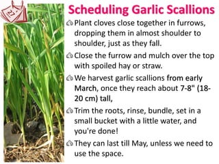 Scheduling Garlic Scallions
Plant cloves close together in furrows,
dropping them in almost shoulder to
shoulder, just as they fall.
Close the furrow and mulch over the top
with spoiled hay or straw.
We harvest garlic scallions from early
March, once they reach about 7-8" (18-
20 cm) tall,
Trim the roots, rinse, bundle, set in a
small bucket with a little water, and
you're done!
They can last till May, unless we need to
use the space.
 