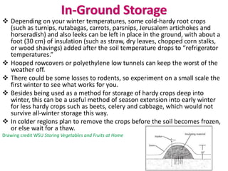 In-Ground Storage
❖ Depending on your winter temperatures, some cold-hardy root crops
(such as turnips, rutabagas, carrots, parsnips, Jerusalem artichokes and
horseradish) and also leeks can be left in place in the ground, with about a
foot (30 cm) of insulation (such as straw, dry leaves, chopped corn stalks,
or wood shavings) added after the soil temperature drops to “refrigerator
temperatures.”
❖ Hooped rowcovers or polyethylene low tunnels can keep the worst of the
weather off.
❖ There could be some losses to rodents, so experiment on a small scale the
first winter to see what works for you.
❖ Besides being used as a method for storage of hardy crops deep into
winter, this can be a useful method of season extension into early winter
for less hardy crops such as beets, celery and cabbage, which would not
survive all-winter storage this way.
❖ In colder regions plan to remove the crops before the soil becomes frozen,
or else wait for a thaw.
Drawing credit WSU Storing Vegetables and Fruits at Home
 