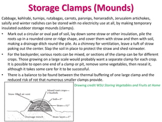 Storage Clamps (Mounds)
Cabbage, kohlrabi, turnips, rutabagas, carrots, parsnips, horseradish, Jerusalem artichokes,
salsify and winter radishes can be stored with no electricity use at all, by making temporary
insulated outdoor storage mounds (clamps).
• Mark out a circular or oval pad of soil, lay down some straw or other insulation, pile the
roots up in a rounded cone or ridge shape, and cover them with straw and then with soil,
making a drainage ditch round the pile. As a chimney for ventilation, leave a tuft of straw
poking out the center. Slap the soil in place to protect the straw and shed rainwater.
• For the backyarder, various roots can be mixed, or sections of the clamp can be for different
crops. Those growing on a large scale would probably want a separate clamp for each crop.
It is possible to open one end of a clamp or pit, remove some vegetables, then reseal it,
although it takes some care for it to be successful.
• There is a balance to be found between the thermal buffering of one large clamp and the
reduced risk of rot that numerous smaller clamps provide.
Drawing credit WSU Storing Vegetables and Fruits at Home
 