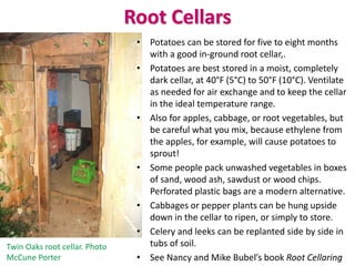 Root Cellars
• Potatoes can be stored for five to eight months
with a good in-ground root cellar,.
• Potatoes are best stored in a moist, completely
dark cellar, at 40°F (5°C) to 50°F (10°C). Ventilate
as needed for air exchange and to keep the cellar
in the ideal temperature range.
• Also for apples, cabbage, or root vegetables, but
be careful what you mix, because ethylene from
the apples, for example, will cause potatoes to
sprout!
• Some people pack unwashed vegetables in boxes
of sand, wood ash, sawdust or wood chips.
Perforated plastic bags are a modern alternative.
• Cabbages or pepper plants can be hung upside
down in the cellar to ripen, or simply to store.
• Celery and leeks can be replanted side by side in
tubs of soil.
• See Nancy and Mike Bubel’s book Root Cellaring
Twin Oaks root cellar. Photo
McCune Porter
 