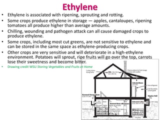 Ethylene
• Ethylene is associated with ripening, sprouting and rotting.
• Some crops produce ethylene in storage — apples, cantaloupes, ripening
tomatoes all produce higher than average amounts.
• Chilling, wounding and pathogen attack can all cause damaged crops to
produce ethylene.
• Some crops, including most cut greens, are not sensitive to ethylene and
can be stored in the same space as ethylene-producing crops.
• Other crops are very sensitive and will deteriorate in a high-ethylene
environment. Potatoes will sprout, ripe fruits will go over the top, carrots
lose their sweetness and become bitter.
• Drawing credit WSU Storing Vegetables and Fruits at Home
 