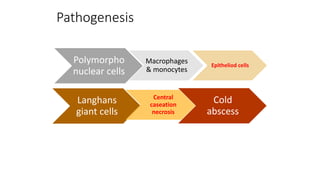 Pathogenesis
Polymorpho
nuclear cells
Macrophages
& monocytes
Epitheliod cells
Langhans
giant cells
Central
caseation
necrosis
Cold
abscess
 