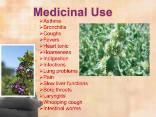 Asthma
Bronchitis
Coughs
Fevers
Heart tonic
Hoarseness
Indigestion
Infections
Lung problems
Pain
Slow liver functions
Sore throats
Laryngitis
Whooping cough
Intestinal worms
 