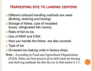 HARVESTING SITE TO LANDING CENTERS
 Different onboard handling methods are used.
(Bulking, shelving and boxing)
 Storage of fishes. (use of insulated
boxes, refrigerated fish rooms)
 Ratio of fish to ice.
 Use of RSW and CSW.
 How you handle the fishes are also covered.
 Type of ice
 On-board ice making units in factory ships.
Note - According to Food and Agricultural Organization
(FAO), fishes are best preserved in chill room by boxing
and shelving methods for this the ice to fish ration is 1:1.
 