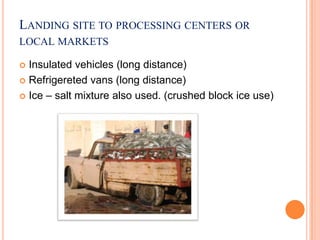 LANDING SITE TO PROCESSING CENTERS OR
LOCAL MARKETS
 Insulated vehicles (long distance)
 Refrigereted vans (long distance)
 Ice – salt mixture also used. (crushed block ice use)
 