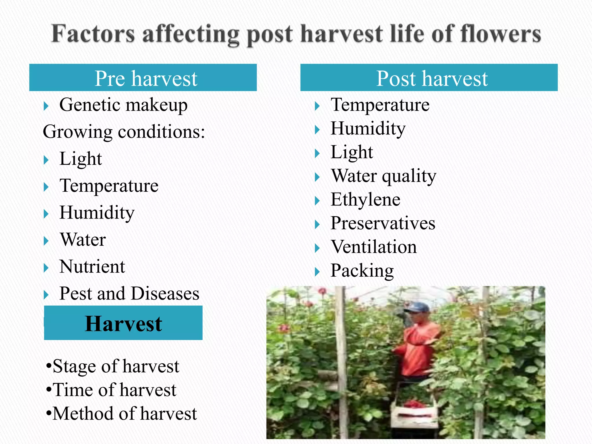 Cold Chain Management in Flowers | PPTX