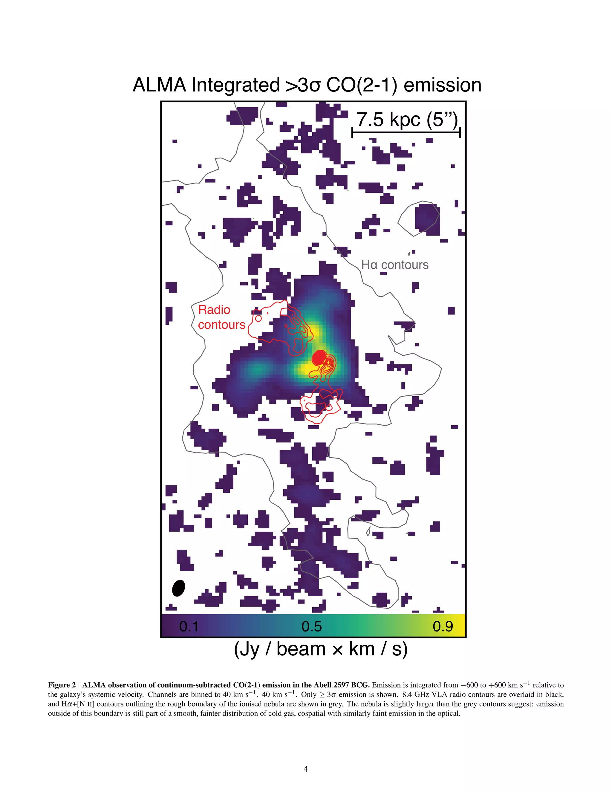 0.1 0.5 0.9
ALMA Integrated >3σ CO(2-1) emission
(Jy / beam × km / s)
7.5 kpc (5’’)
Hα contours
Radio
contours
Figure 2 | ALMA observation of continuum-subtracted CO(2-1) emission in the Abell 2597 BCG. Emission is integrated from −600 to +600 km s−1 relative to
the galaxy’s systemic velocity. Channels are binned to 40 km s−1. 40 km s−1. Only ≥ 3σ emission is shown. 8.4 GHz VLA radio contours are overlaid in black,
and Hα+[N II] contours outlining the rough boundary of the ionised nebula are shown in grey. The nebula is slightly larger than the grey contours suggest: emission
outside of this boundary is still part of a smooth, fainter distribution of cold gas, cospatial with similarly faint emission in the optical.
4
 