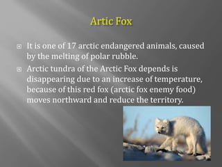  It is one of 17 arctic endangered animals, caused
by the melting of polar rubble.
 Arctic tundra of the Arctic Fox depends is
disappearing due to an increase of temperature,
because of this red fox (arctic fox enemy food)
moves northward and reduce the territory.
 