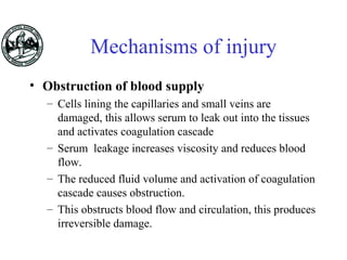 Mechanisms of injury
• Obstruction of blood supply
– Cells lining the capillaries and small veins are
damaged, this allows serum to leak out into the tissues
and activates coagulation cascade
– Serum leakage increases viscosity and reduces blood
flow.
– The reduced fluid volume and activation of coagulation
cascade causes obstruction.
– This obstructs blood flow and circulation, this produces
irreversible damage.
 
