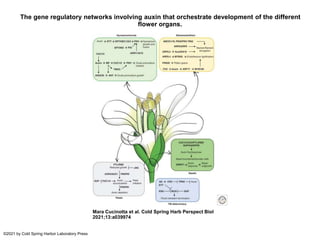 The gene regulatory networks involving auxin that orchestrate development of the different
flower organs.
Mara Cucinotta et al. Cold Spring Harb Perspect Biol
2021;13:a039974
©2021 by Cold Spring Harbor Laboratory Press
 