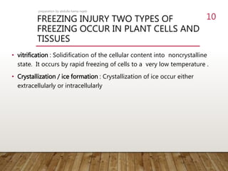 FREEZING INJURY TWO TYPES OF
FREEZING OCCUR IN PLANT CELLS AND
TISSUES
• vitrification : Solidification of the cellular content into noncrystalline
state. It occurs by rapid freezing of cells to a very low temperature .
• Crystallization / ice formation : Crystallization of ice occur either
extracellularly or intracellularly
preparation by abdulla hama najeb
10
 