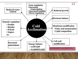 INCREASED CHLOROPHYLL
preparation by abdulla hama najeb
13
 