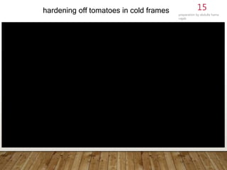 hardening off tomatoes in cold frames preparation by abdulla hama
najeb
15
 