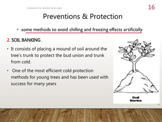 2. SOIL BANKING .
• It consists of placing a mound of soil around the
tree’s trunk to protect the bud union and trunk
from cold.
• One of the most efficient cold protection
methods for young trees and has been used with
success for many years
Preventions & Protection
preparation by abdulla hama najeb 16
 