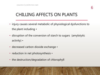 CHILLING AFFECTS ON PLANTS
• injury causes several metabolic of physiological dysfunctions to
the plant including •
• disruption of the conversion of starch to sugars (amylotytic
activity) •
• decreased carbon dioxide exchange •
• reduction in net photosynthesis •
• the destruction/degradation of chlorophyll
preparation by abdulla hama najeb
6
 