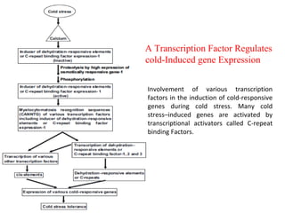 Cold stress in plants | PPT