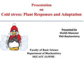 Faculty of Basic Science
Department of Biochemistry
SKUAST JAMMU
Presentation
on
Cold stress: Plant Responses and Adaptation
Presented by
Sheikh Mansoor
PhD Biochemistry
 