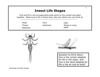 33

                            Insect Life Stages
          Find and fill in the corresponding body parts on the nymph and adult
        mayflies. Make sure to fill in these ones, plus any others you can think of:


              Head                   Cerci                   Legs
              Thorax                 Antennae                Wings or wing
              Abdomen                                        pads




                                                       Question to think about:
                                                       how is the nymph adapted
                                                       for life in the water, and
                                                       how is the adult adapted for
                                                       life in the air and on land?
Drawings by Andy Cooper
 