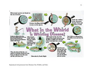 71




Reproduced with permission from Montana Fish, Wildlife, and Parks
 