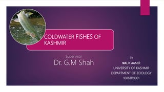 BY
MALIK AAMIR
UNIVERSITY OF KASHMIR
DEPARTMENT OF ZOOLOGY
16061119001
COLDWATER FISHES OF
KASHMIR
Supervisor
Dr. G.M Shah
 