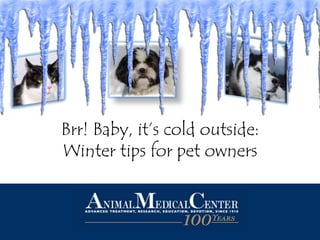 Brr! Baby, it’s cold outside:
Winter tips for pet owners
 