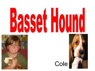 Basset Hound Cole 