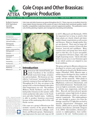 Cole Crops and Other Brassicas:
  ATTRA Organic Production
    A Publication of ATTRA - National Sustainable Agriculture Information Service • 1-800-346-9140 • www.attra.ncat.org

By Martin Guerena                           Cole crops and other brassicas are grown throughout the U.S. These crops are an excellent choice for
NCAT Agriculture                            many organic farmers because of the variety of crops in this family, their nutritional qualities, health
Specialist                                  beneﬁts, compatibility in planting rotations, and pest-suppressive qualities. This publication covers
©NCAT 2006                                  soils, fertility, planting, irrigation, pest management, harvesting and marketing.



Contents                                                                                         to 65°F. (Maynard and Hochmuth, 1997)
Introduction ..................... 1
                                                                                                 An important fact to keep in mind is that
                                                                                                 these plants are closely related and share
Organic Production ....... 2
                                                                                                 similar climatic requirements as well as pests
Soil and Fertility.............. 3
                                                                                                 and diseases. However, though similar, they
Planting and
Transplanting................... 3
                                                                                                 are not identical. There may be larger dif-
Irrigation ............................ 4
                                                                                                 ferences between varieties of broccoli than
                                                                                                 between broccoli and cauliﬂower. Many
Organic Integrated Pest
Management ................... 5                                                                 varieties from each group have been devel-
Diseases ........................... 11                                                          oped so that they vary in pest susceptibil-
Physiological
                                                                                                 ity, temperature tolerances, shape, color, and
Disorders ......................... 13                                                           length of growing season. Check with other
Weeds ............................... 14                                                         farmers in your area or your Extension agent
Harvesting ...................... 14                                                             to see which varieties are adapted to your
Postharvest ..................... 15
                                            Cauliﬂower. Photo courtesy of USDA.                  local conditions.
Economics and                                                                                    The genus and species Brassica oleracea was
Marketing ....................... 16
                                            Introduction                                         developed in western and central Europe


                                            B
References ...................... 18
                                                   rassicaceae (the mustard family, pre-         from wild species found in the Mediterranean
                                                   viously Cruciferae or the crucifers)          region. (Nieuwhof, 1969) Brassica rapa, a
                                                   include many food, forage, ornamen-           similar species developed in Asia, consists of
                                            tal, and weed plants. The brassicas are clas-        turnips, Chinese cabbage, bok choi, rapini,
                                            siﬁed as “cool season,” meaning that they are        canola, and the mustards. Other plants in
                                            relatively resistant to frost and light freezes.     Brassicaceae from other genera are: radishes
                                            Throughout the U.S. they are grown in the            (Raphanus), watercress (Nasturtium), and
                                            spring or fall, so that development takes place      horseradish (Armoracia). Nutritionally, bras-
                                            when temperatures are cool. The northern             sicas are high in carotenoids, vitamins C and
                                            Midwest, Paciﬁc Northwest, and New Eng-              A, calcium, iron, magnesium, and dietary
                                            land produce brassicas in the summer, while          ﬁber. Broccoli and broccoli-seed sprouts
                                            winter production takes place in the South-          in particular contain high levels of antioxi-
                                            west and other Sunbelt states. California            dant sulphoraphanes, which are anticarci-
ATTRA — National Sustainable
                                            is able to produce brassicas year-round              nogenic compounds. The sulphoraphanes
Agriculture Information Service
is managed by the National Cen-             because of the moderating effect of the cold         are also thought to protect eyes from the
ter for Appropriate Technology                                                                   damage caused by UV light that can lead to
(NCAT) and is funded under a                Paciﬁc current.
grant from the United States
                                                                                                 macular degeneration (Xiangqun and
Department of Agriculture’s                 Cole crops are a group in Brassicaceae that          Talalay, 2004) and to prevent high blood
Rural Business-Cooperative Ser-
vice. Visit the NCAT Web site
                                            includes varieties of the species Brassica           pressure, heart disease, and stroke. (Lingyun
(www.ncat.org/agri.                         oleracea such as broccoli, cabbage, cauli-           et al., 2004) Glucosinolates, chemical pre-
html) for more informa-
tion on our sustainable                     ﬂower, and Brussels sprouts. Optimal grow-           cursors to sulphoraphines, form isothio-
agriculture projects. ����                  ing temperatures for most cole crops are 60          cyanates in the soil. Isothiocyanates are
 