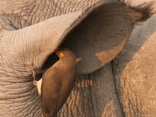 Photo  Source: Chris Bernard 